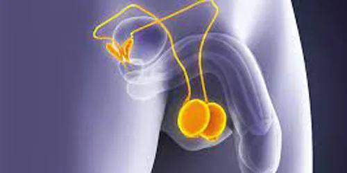 Testicular rejuvenation